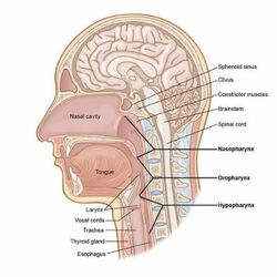 head neck surgery