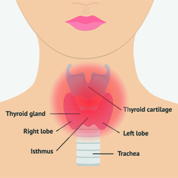thyroid names
